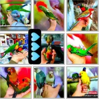 خورشیدی گرینچیک شاه طوطی ملنگو راهب لوری برزیلی