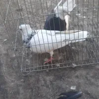 کفتر درجه یک نر و ماده دهن جور