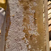 عسل طبیعی آویشن و چهل گیاه