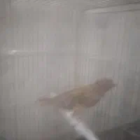 ماده قناری جفت خور سهره