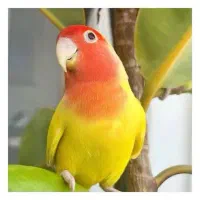 برزیلی نر اهلی اهلی