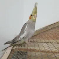 عروس هلندی نر و ماده