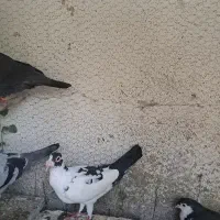 کبوتر