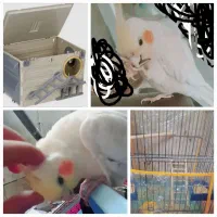 عروس هلندی نر و دستی، بازیگوش و آماده همدم شدن