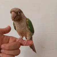 تراکوییس ماده سالم و دستی