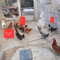 مرغ و خروس گلین