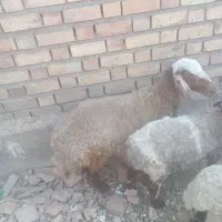 گوسفند کاور چاق چاق