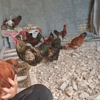خروس چاق