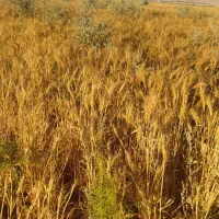 دروی-گندم