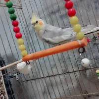 عروس هلندی نر