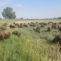 میش قصر گوسفند بره