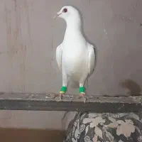 پشدار