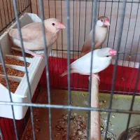 سه عدد فنچ نرگسی نر و ماده همراه یک جوجه