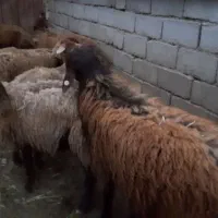 شیشک قوچ همو