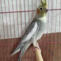 عروس هلندی
