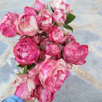 گل خشک|گل و گیاه طبیعی|مشهد, کلاهدوز|دیوار