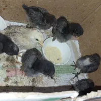 خروس و مرغ