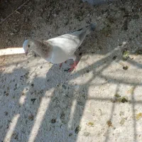 ۵تانر|پرنده|شیراز, کرونی(خاتونک)|دیوار