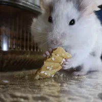 همستر نر