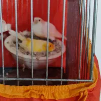 قناری مولد سوپری