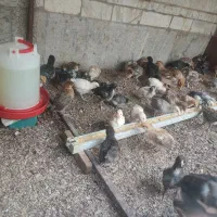 جوجه سرحال گلپایگانی تخم گذار