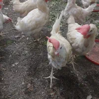 مرغ خونی برای چشم نز