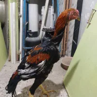 خروس لاری دونگ بالا