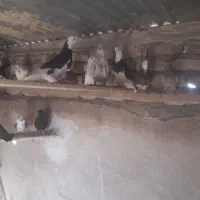 فروش کبوتر