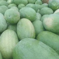 هندوانه زاکاتا و دراگون عمده مستقیم از کشاورز