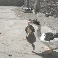 اردک خارجی اصل