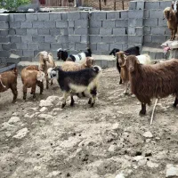 ۹راس بز وبزغاله