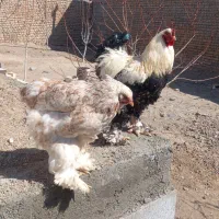فروش تخم مرغه نطفه دار نژاددار