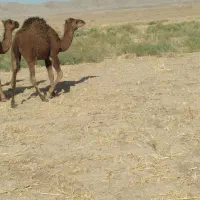 هاشی شتر