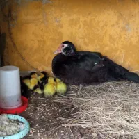 فروش ۲  عدد اردک کرچ و ۷ عدد جوجه اردک اسرائیلی