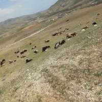چراندن گوسفند