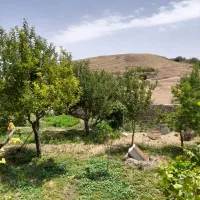 کاه زرد شده