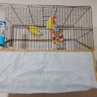 طوطی برزیلی بالغ نر ماده