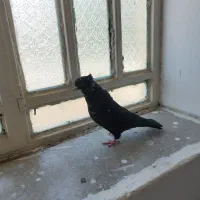 کبوتر ماده و جوجه