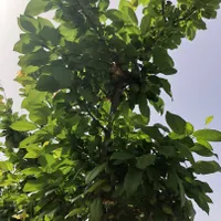 باغ ۱۰۰۰متری/سندتک برگ/انشعابات کامل|فروش زمین و ملک کلنگی|تهران, شهید رجایی|دیوار