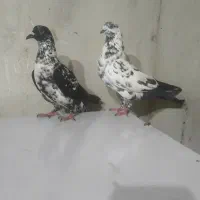 کبوتر|پرنده|مریوان, |دیوار