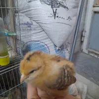 جوجه محلی