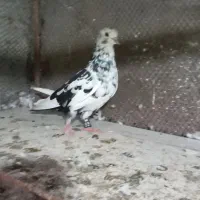 کبوتر