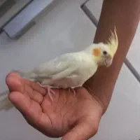 جوجه عروس هلندی زیبا و خوشکل دانه خور ۲،۳ ماهه