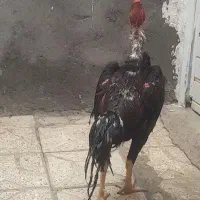جوجه خروس لاری