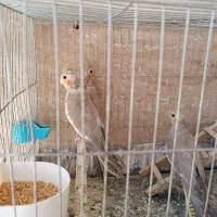 سه عدد عروس