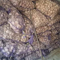 سیر|خوردنی و آشامیدنی|پارس‌آباد, |دیوار