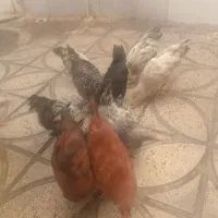 جوجه محلی