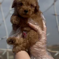 پودل عروسکی لایت رد