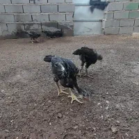 جوجه لاری ۳ماهه