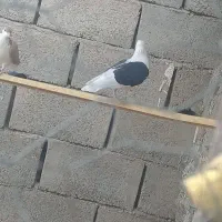 مایل به معاوضه هستم